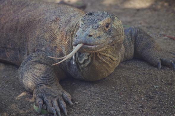 KOMODO DRAGON by NAPARAZZI (CC BY-SA 2.0)