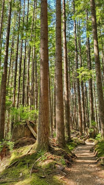 A sun-dappled forest trail winds through a dense grove of tall, straight conifer trees, their trunks rising vertically toward a canopy of green. The forest floor is covered in moss, ferns, and scattered twigs, with a few large stumps and fallen logs adding to the woodland texture. Sunlight filters through the treetops, casting warm light and shadows along the narrow dirt path.