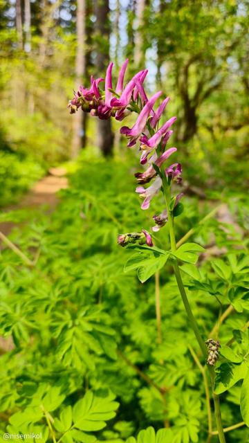 Pink and purple flowers with curved petals grow on a single green stem surrounded by lush green foliage. A blurred forest background features tall trees and filtered sunlight.