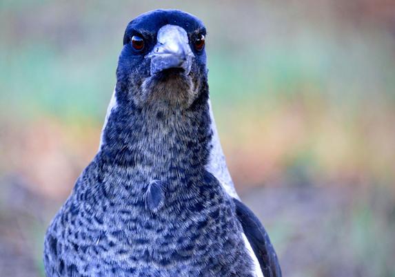 Close up of a juvenile australian magpie looking into the camera, front on with head slightly tilted