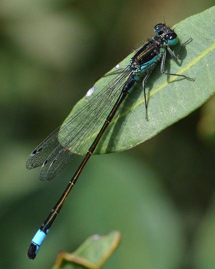 A photo of a damselfly on a leaf.