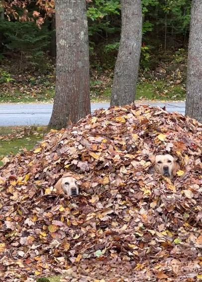 In the big pile of dry leaves heads of two golden retrievers are barely visible,  so well they mastered the art of camouflage.