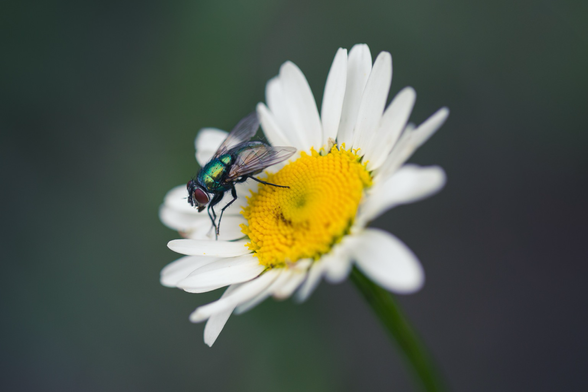 A fly sitting on a daisy, shot up close with a macro lens.
