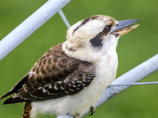 A kookaburra, sitting on a clothes line in a back yard