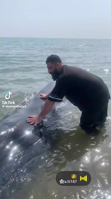 wtf is this massive sea creature? i found this on a random arabic tiktok account