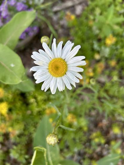 A single wild daisy, medium length narrow white petals radiating around a yolk-yellow center, against a background of blurred out green and brown.