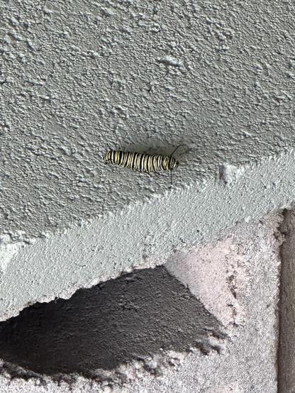 A monarch butterfly caterpillar crawling on a cinder block.