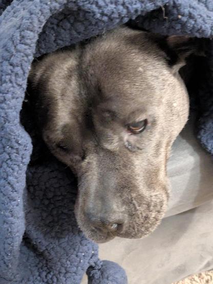 A gray-blue pitbull sulks under her blanket. She is wet. And cold. And the worst part, she smells like oranges!
