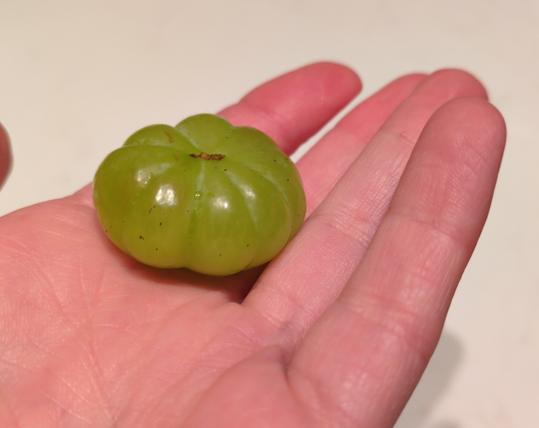 A green grape shaped exactly like a pumpkin, about the width of two normal grapes with vertical grooves all the way around, held in a person's palm