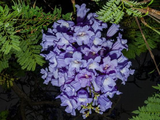 Close-up of vibrant purple jacaranda flowers in full bloom, surrounded by lush green fern leaves. The delicate, trumpet-shaped blossoms form a dense cluster against a dark background, showcasing the flower's intricate petals and rich lavender hues.