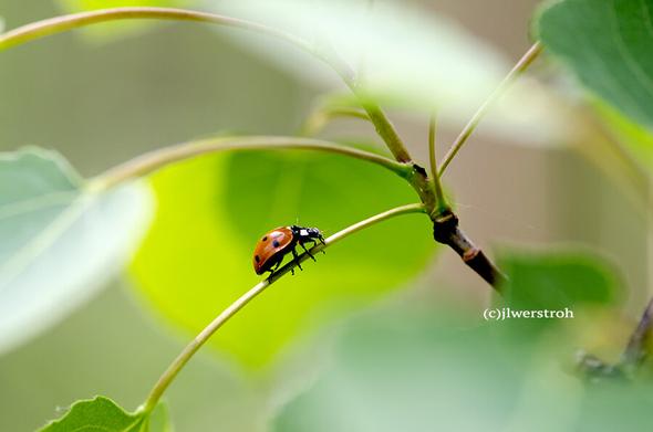 Lady bug  walking on a leaf stem. Macro shot