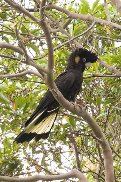 A yellow-tailed Black Cockatoo is perched in profile on a low branch. It is clearly looking at the photographer, and its raised crest suggests it's not impressed. Its tail feathers are slightly spread, showing the beautiful yellow stripe, and so is its yellow cheek patch. The pinkish eye surround and duller cheek patch suggest a male, but the bill is pale, maybe a juvenile.
