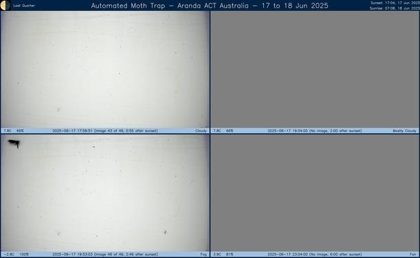 Collage showing insects attracted to light and automatically imaged 1 hour, 2 hours, 4 hours and 6 hours after sunset in Aranda, ACT, Australia on the night of 17 to 18 Jun 2025. The image includes four smaller images collected around the listed times. Each image shows a section of sheet with a variable number of insects attracted to UV and visible light. Number and variety depends on time of year and conditions during the given night. The image is also labeled with basic details of the associated weather and moon phase. For more explanation of the Automated Moth Trap project visit https://amt.hobern.net/ and https://www.flickr.com/photos/dhobern/albums/72177720322426621.