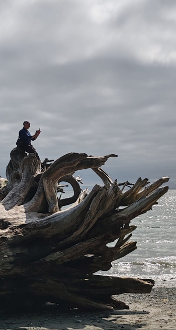 A very large tree stranded on a beach. A man sits on top of the root ball, amongst the sea washed structural roots. Strongly sunlit, with sea and cloudy sky behind, the image is not quite a silhouette. The man holds a phone in front of him - a quick glance might suggest a stiff middle finger salute...