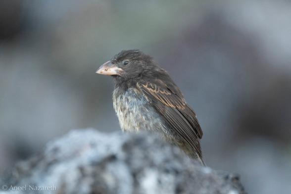 Genovesa Cactus Finch. A small bird with a large triangular beak.