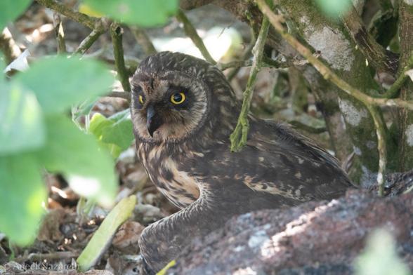 Short-eared owl. A fearsome predator of other birds, this one is taking time to digest its latest catch under a bush.