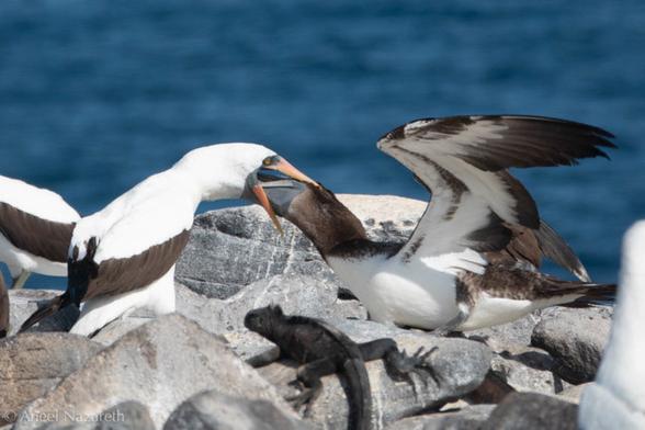Nazca Boobies. A juvenile bird sticks his entire face in the mouth of its parent to be fed. A marine iguana looks on.