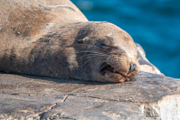Galapagos Sea Lion. An adult male in a bachelor colony gives his best snarl, even though he's relaxed enough to have his eyes closed