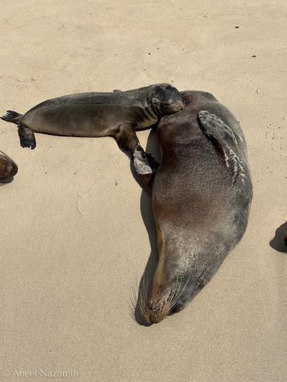 Galapagos Sea Lions. A mother sea lion is stretched out on the sand, while her insistent child suckles