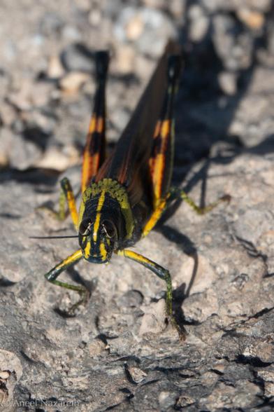 Large Painted Locust. This brightly colored grasshopper show up well against the lava rock