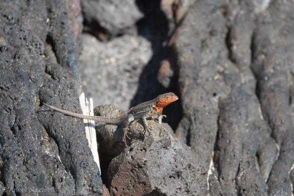 Lava Lizard. You can tell this one is a female from the bright red head