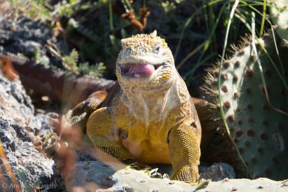 Common Land Iguana. Among the features that distinguish these from the marine iguanas is its bright yellow color
