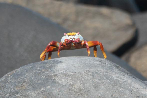 Sally Lightfoot Crab. By the time they're adults these crabs have a bright color scheme. The younger ones at least try to blend in with dark patterns