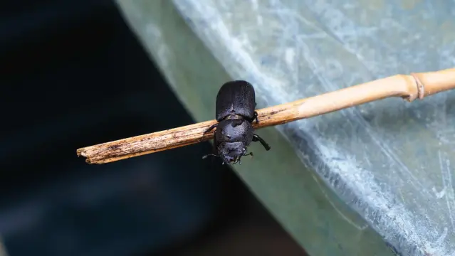 Schwarzer Käfer auf einem dünnen Bambusrohr