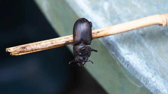 Schwarzer Käfer auf einem dünnen Bambusrohr