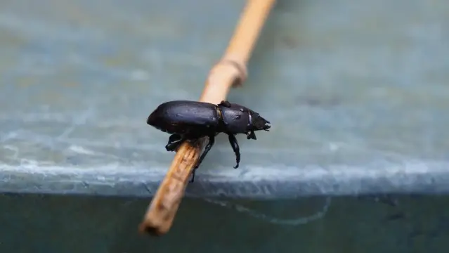 Schwarzer Käfer auf einem dünnen Bambusrohr in entspannter Position