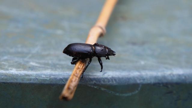 Schwarzer Käfer auf einem dünnen Bambusrohr in entspannter Position
