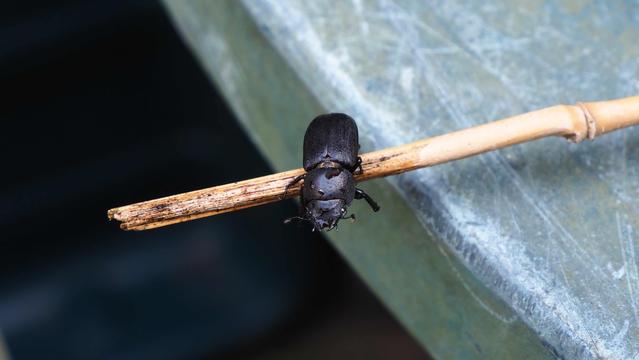 Schwarzer Käfer auf einem dünnen Bambusrohr