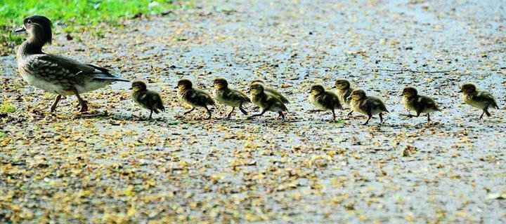 Ten Mandarin chicks marching behind their mother.
#myphoto