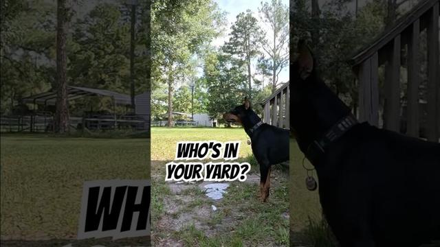 Doberman Guard Dog Fail – Porch Intruder? 📦😤🤣