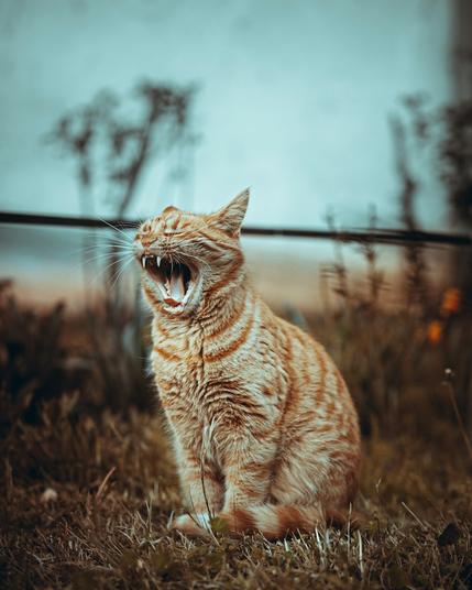 Die nachfolgende Bildbeschreibung gibt es nicht auf Deutsch, da der Bilddienst „Unsplash“, über dessen Schnittstelle die Daten automatisiert geladen werden, nur die englischsprachige Variante ausgibt. Außerdem schreiben die Fotograf*innen oft nur sehr kurze, einfach gehaltene ALT-Texte in die Metadaten: „orange tabby cat on brown grass during daytime“. Quelle: stefzn / Unsplash