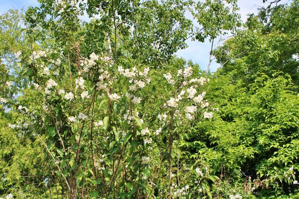 White blooms on tree with other trees in the background under a mostly sunny sky.