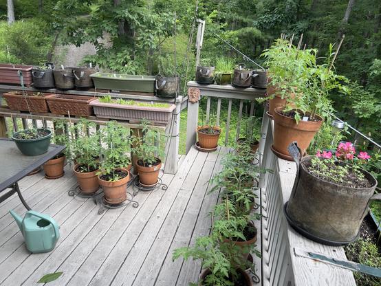 Photo of tomato plants out on the back porch enjoying their new outdoor digs
