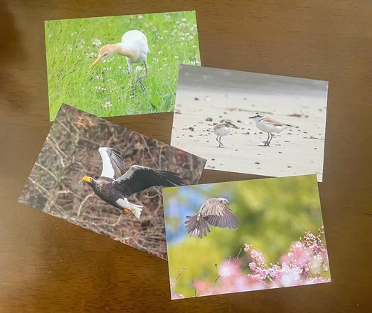 野鳥の写真のポストカード。
アマサギ、シロチドリ、オオワシ、ヒヨドリ