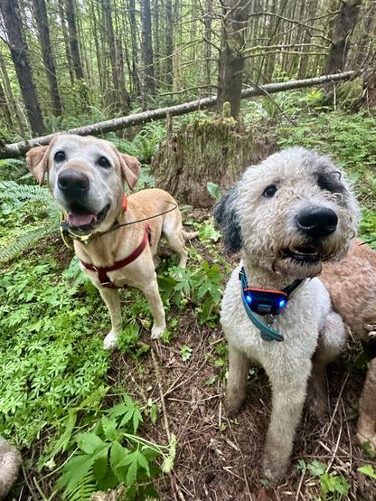 Two dogs stand on a densely wooded hill and smile for treats.