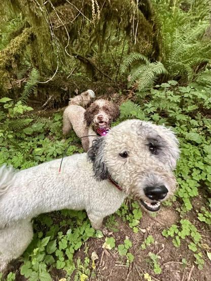 Two curly haired dogs stand and smile among dense ferns, mossy trees, and other plants.