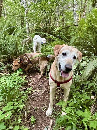 Three dogs explore along a narrow path through dense vegetation in the forest.