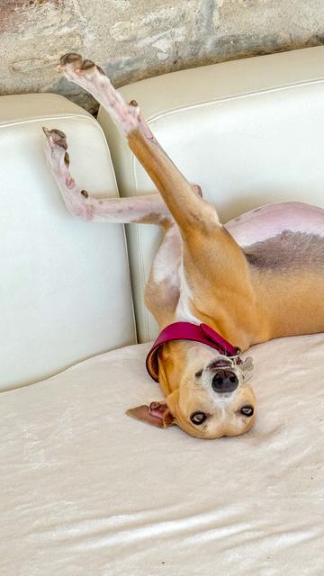 Light brown and white dog upside down on a light-coloured sofa.