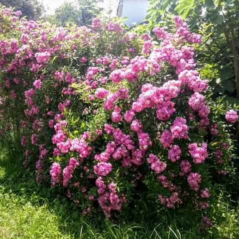 Ein riesiger Rosenstock, fast komplett bedeckt mit violett bis purpurfarbenen Rosenblüten, die in großen Büscheln wachsen. 

Die Pflanze ist fast bildfüllend, davor etwas zu lang geratener Rasen, im Hintergrund Gebüsch