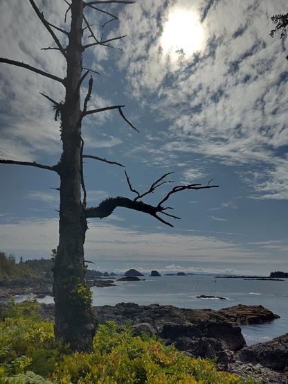 A dead Sitka spruce tree in silhouette, a blue sky with dappled clouds behind, the sun's globe bright in the top of the frame behind a patch of cloud. The sea is a beautiful deep blue, the foreground grassy, tree-covered islands and shore in the middle distance