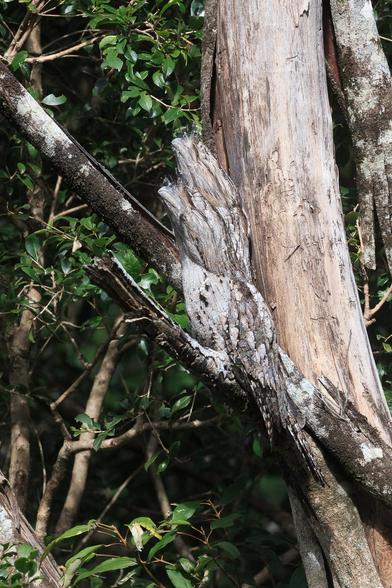 A pair of grey mottled owl-sized (but not owls) birds perched in a dead tree. Their feather colour and pattern blends in well with the dead wood and bark. 

They have short but stout beaks that curve slightly towards the tip. They also have feathers that stick up above the beak such that when perched with their head up (as pictured) they appear to look like broken branches (from a distance).