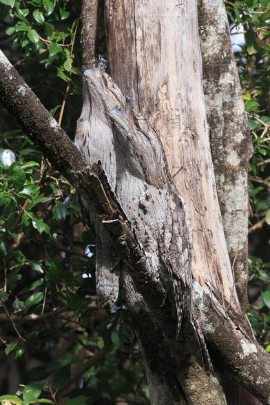 A pair of grey mottled owl-sized (but not owls) birds perched in a dead tree. Their feather colour and pattern blends in well with the dead wood and bark. 

They have short but stout beaks that curve slightly towards the tip. They also have feathers that stick up above the beak such that when perched with their head up (as pictured) they appear to look like broken branches (from a distance).
