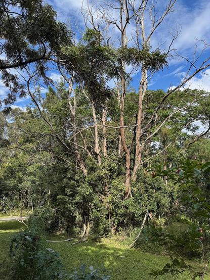 A wide-angle (iPhone) shot of the tree they are perched in. If you look closely you'll see both of them.