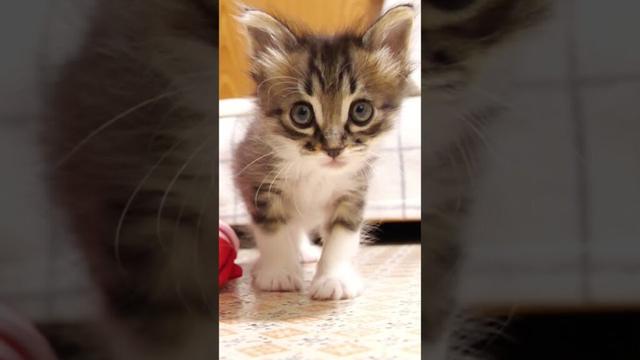 猫じゃらしよりカメラが気になる子猫が突進してくる【赤ちゃん猫　保護猫】 #gatto #kitten #子ネコ #cat #meow