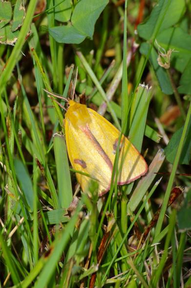 A bright yellow moth with red markings is resting on green grass among various blades and leaves.