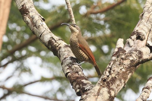 A striking bird in shades of brown and russet with a long curved beak. She has a faun chest and belly, with the belly having brown horizontal stripes. Her head and back are a medium brown, but she has a faun stripe through her eye. The leading edge of her wings are russet.